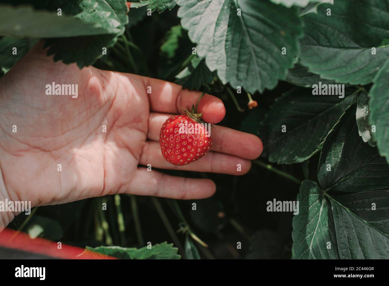 Close-up of cropped hand holding strawberry at yard Stock Photo