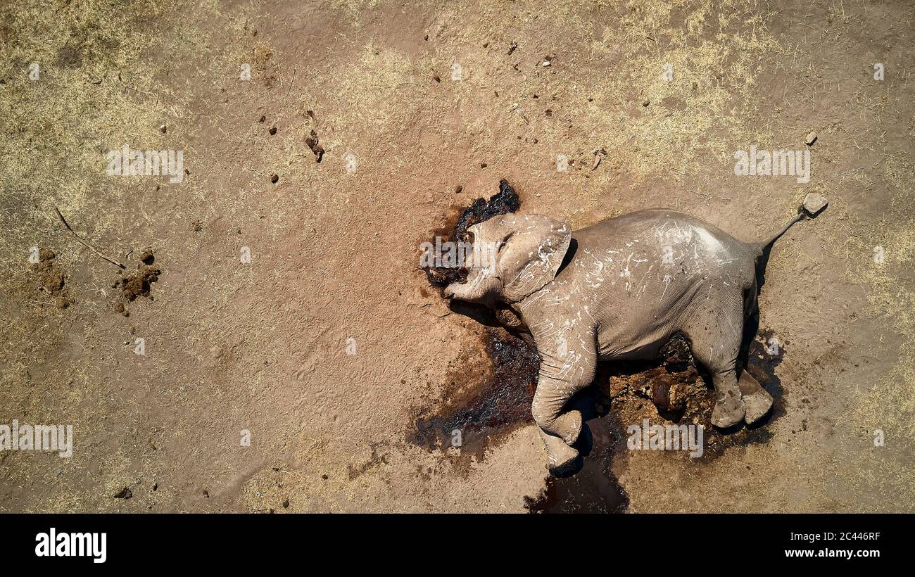 Directly above view of dead African elephant at Hwange National Park, Zimbabwe Stock Photo