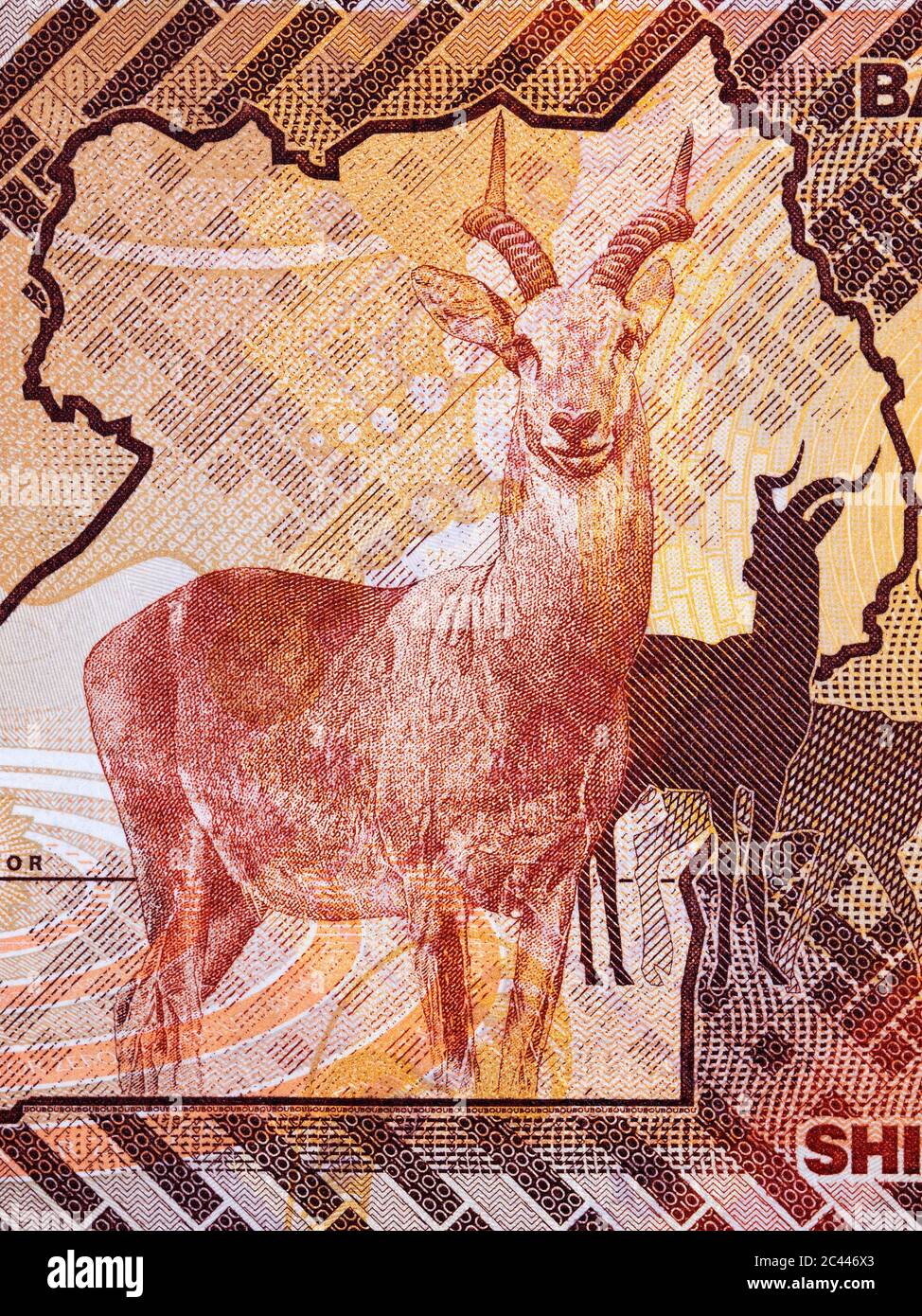 Antelope a portrait from Ugandan money Stock Photo