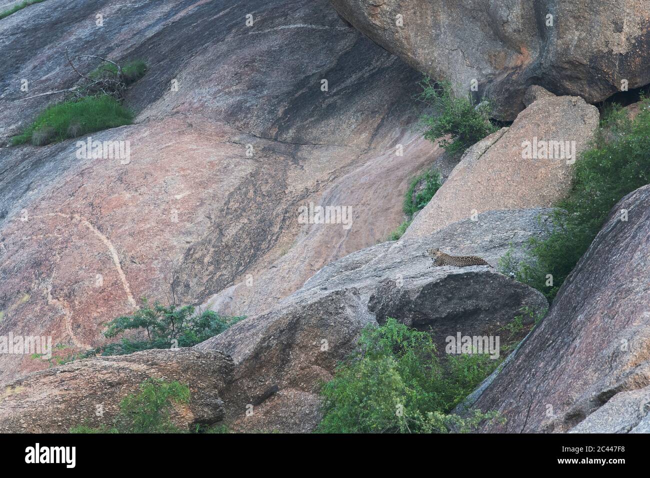 The image of Indian Leopard (Panthera Pardus Fusca ) in rocks of Jawai-Bera, Rajasthan, India, Asia Stock Photo