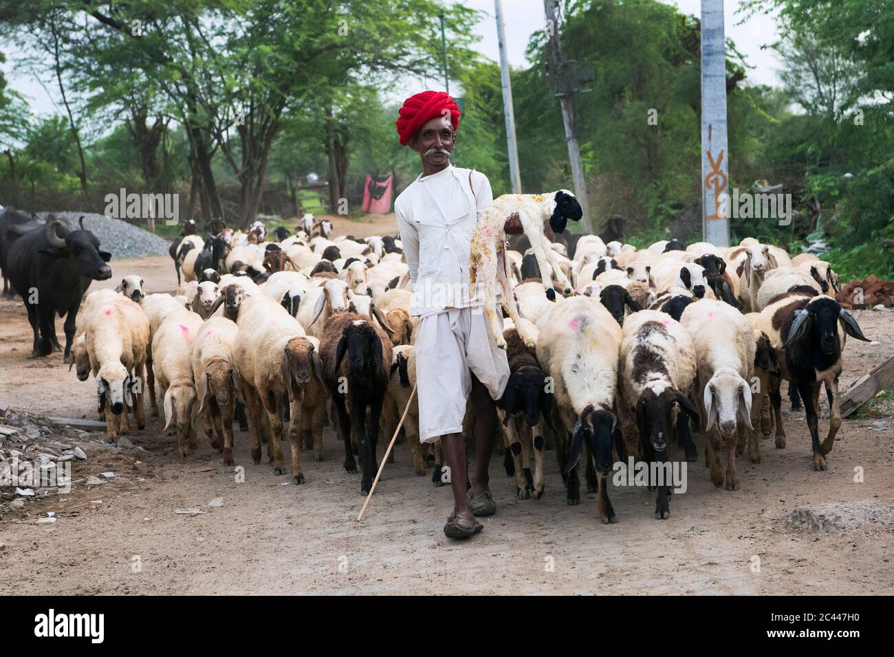 The image of Shepherds with live stock returns home in the village of Jawai-Bera, Rajasthan, India, asia Stock Photo