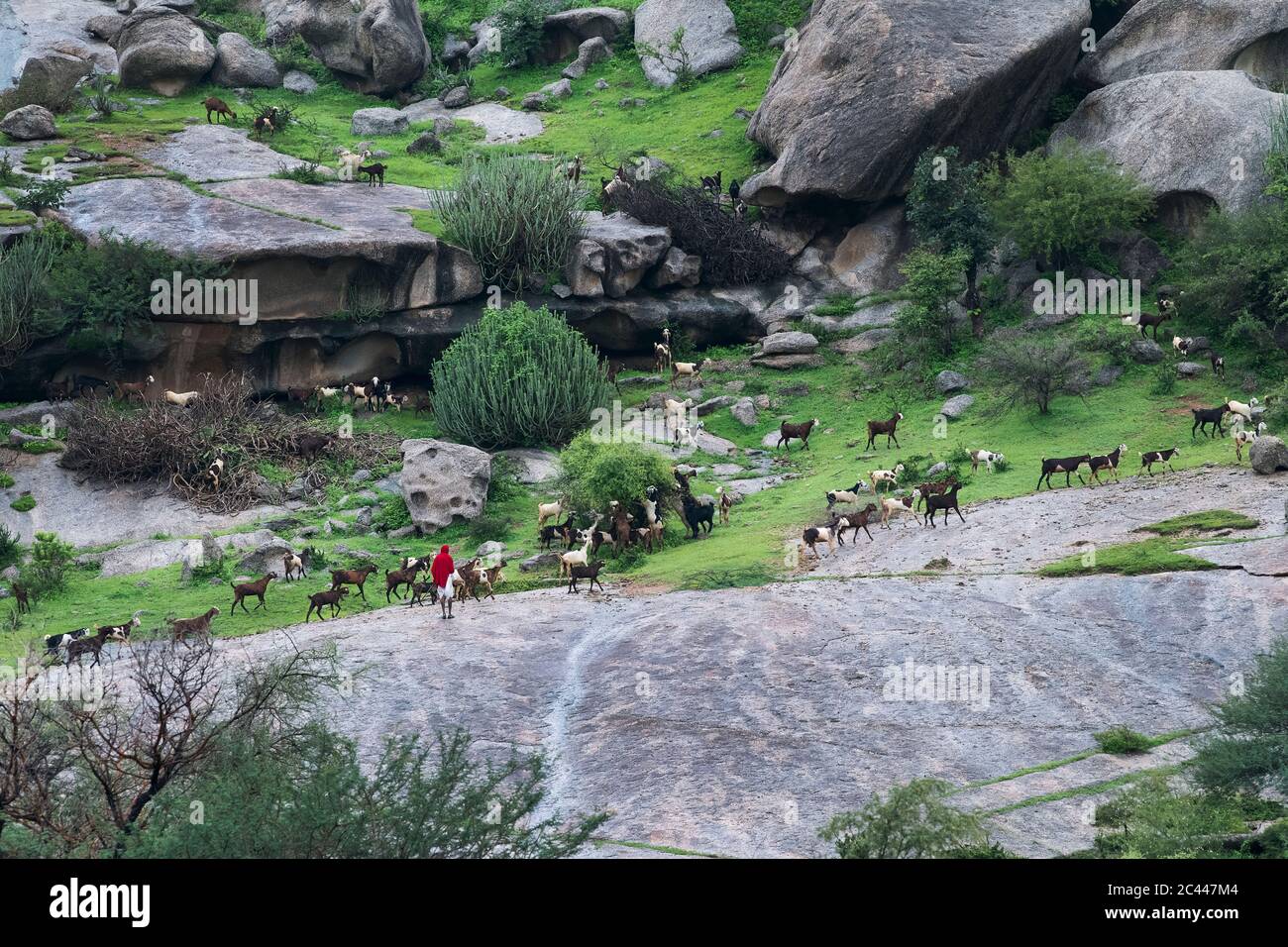 The image of Shepherds with live stock in the mountain of Jawai-Bera, Rajsthan, India, asia Stock Photo