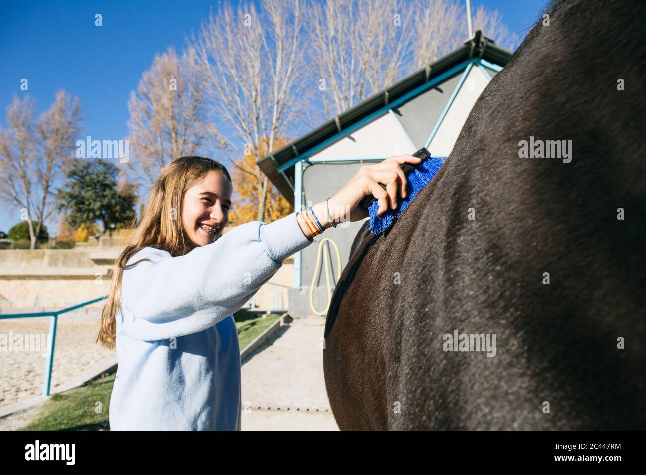 Cheerful young girl standing and using brush on big chestnut horse at ranch Stock Photo