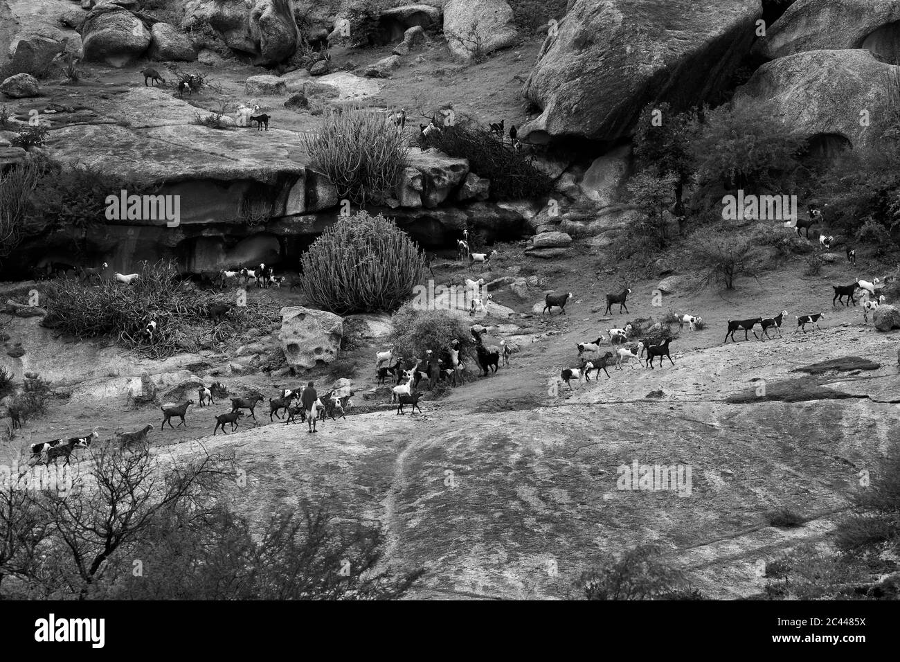 The image of Shepherds with live stock in the mountain of Jawai-Bera, Rajsthan, India, asia Stock Photo