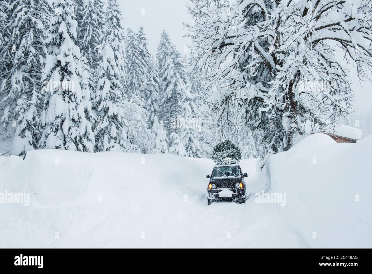 Christmas tree car roof hires stock photography and images Alamy