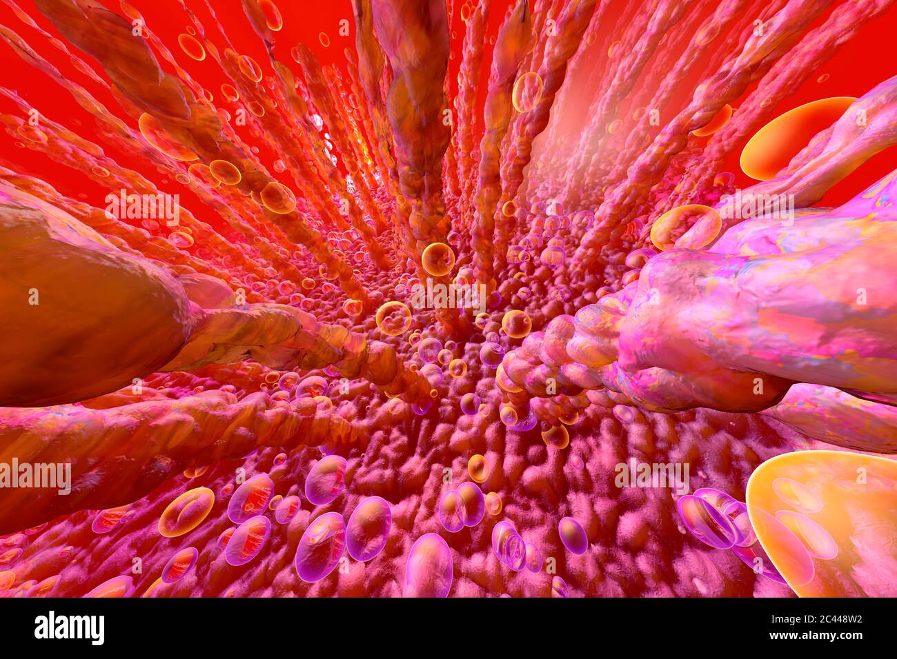 3D rendered illustration, visualization of human intestinal villi and metabolism on microscopic level Stock Photo