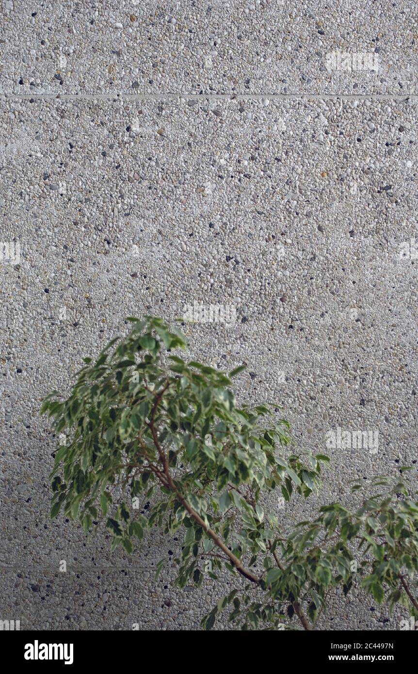 Branch in front of a wall Stock Photo - Alamy