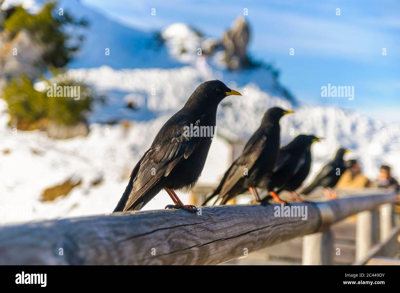 Close-up of ravens perching on wooden railing during sunny day Stock Photo