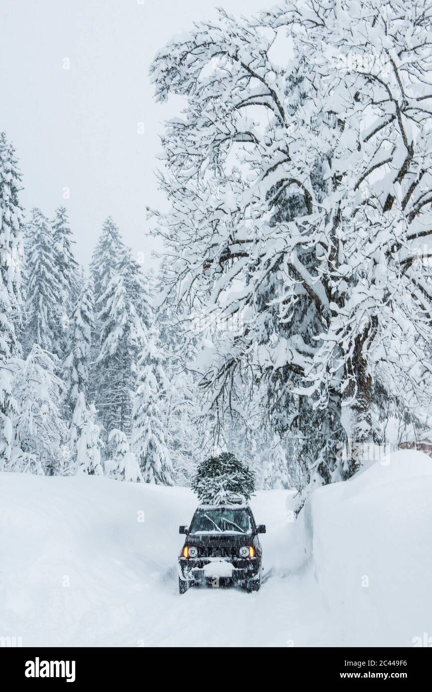 Christmas tree car roof hires stock photography and images Alamy