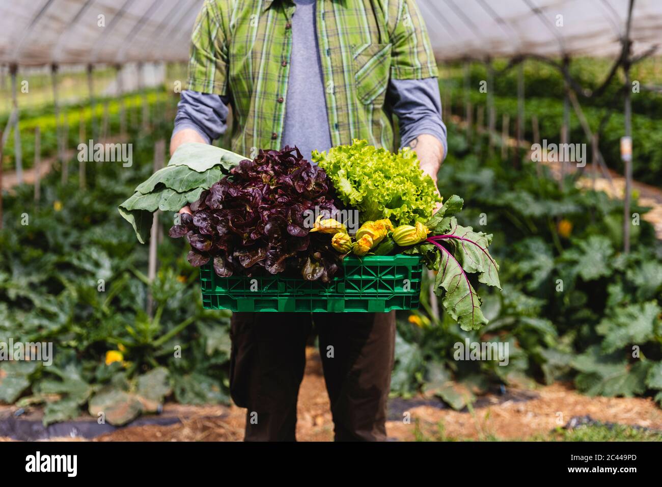 Man holding basket of freshly picked organic vegetables Stock Photo