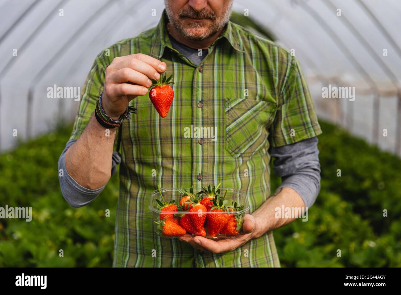 Farmer showing freshly picked strawberries, organic agriculture Stock Photo
