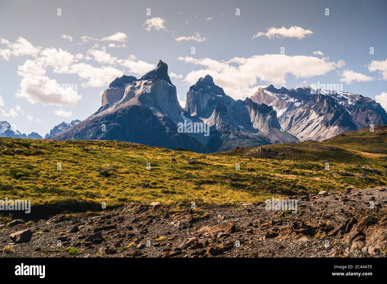 Chile, Guanacos (Lama guanicoe) grazing in Torres Del Paine National Park with Cuernos Del Paine in background Stock Photo