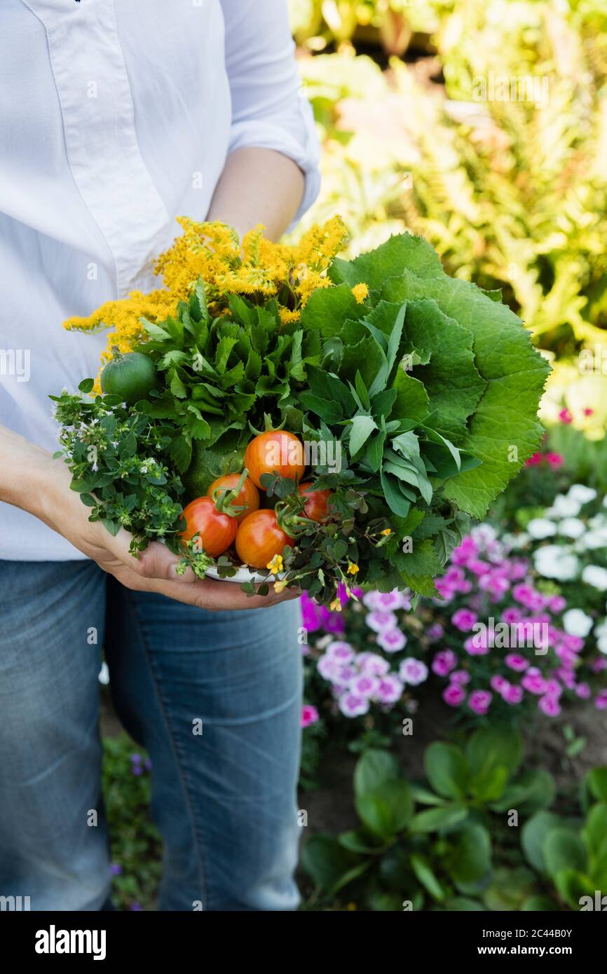 Woman holding bowl of harvested wild herbs sorrel, oregano, coltsfoot, herb gerard, nettle, goldenrod and tomatoes Stock Photo