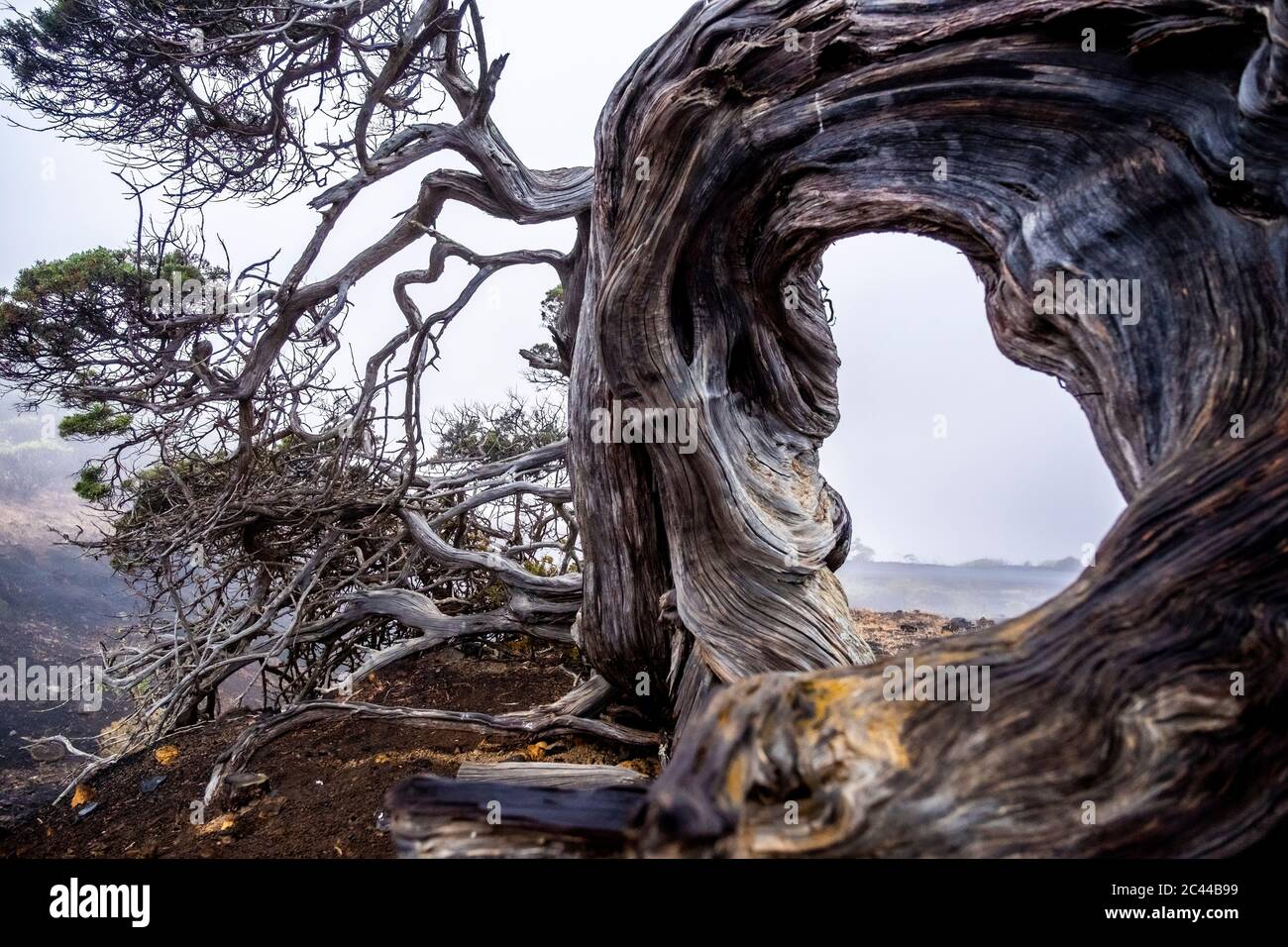 Spain, El Hierro, Close-up of twisted La Sabina Tree Stock Photo