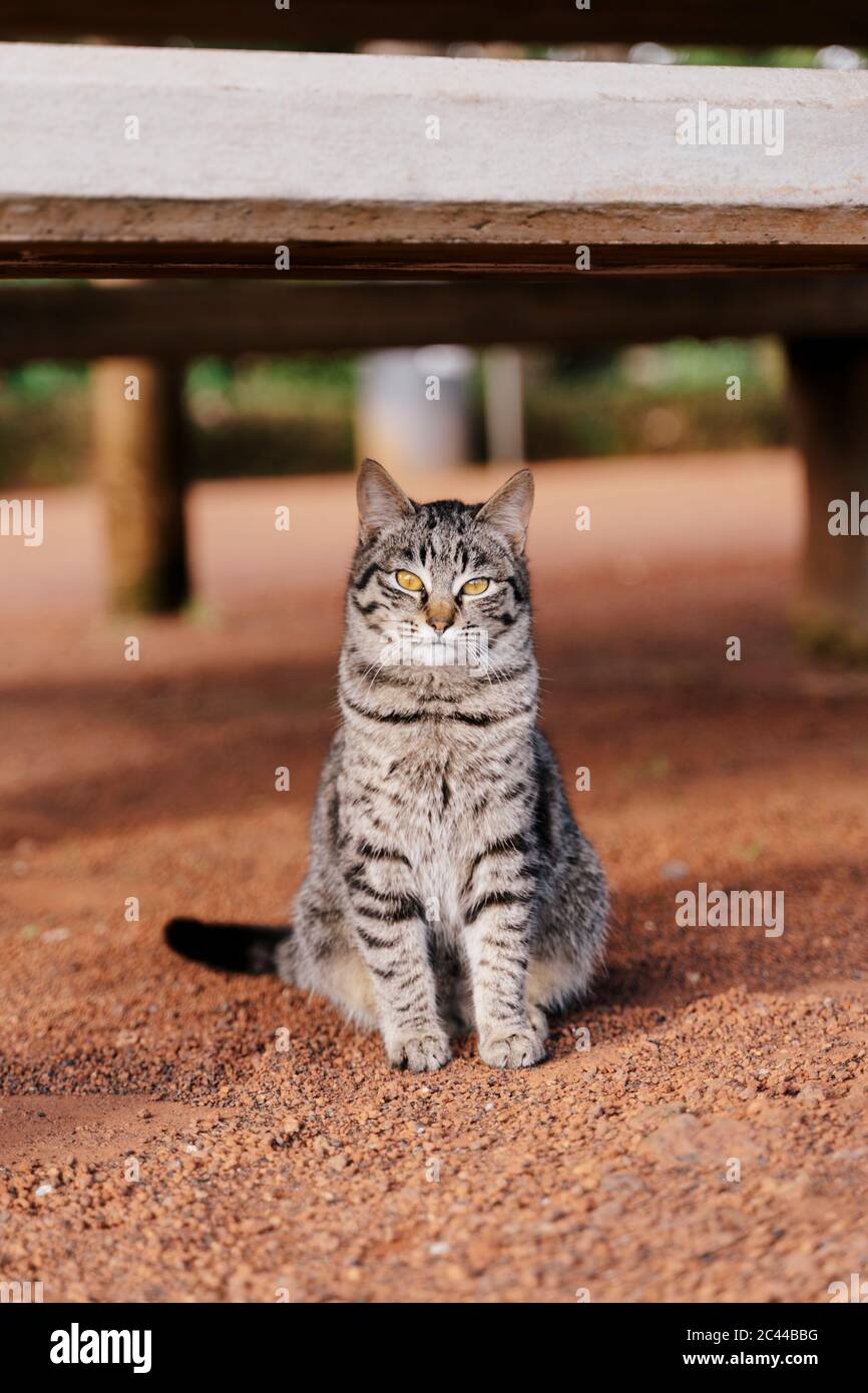 Portrait of tabby cat outdoors Stock Photo