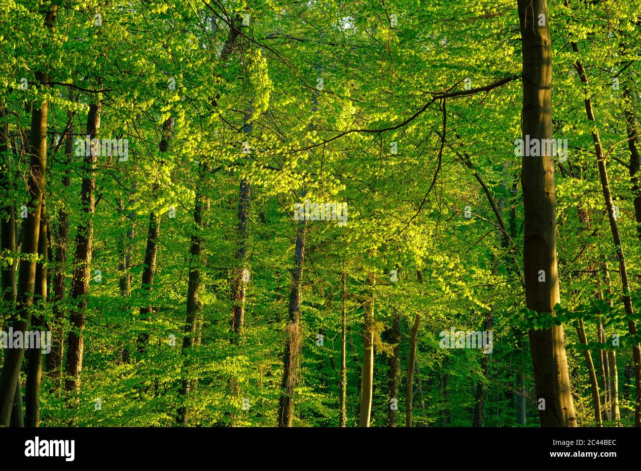 Germany, Bavaria, Vibrant green beech forest in spring Stock Photo
