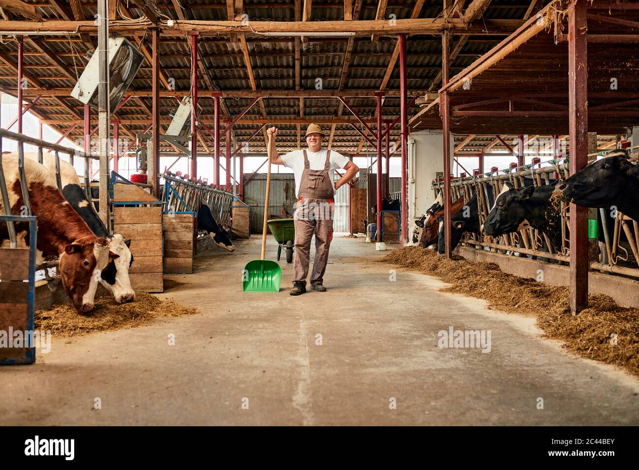 Male farmer holding shovel while standing in dairy farm Stock Photo - Alamy