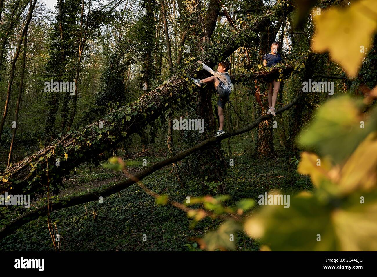 Full length of boy and girl climbing tree branch in forest Stock Photo