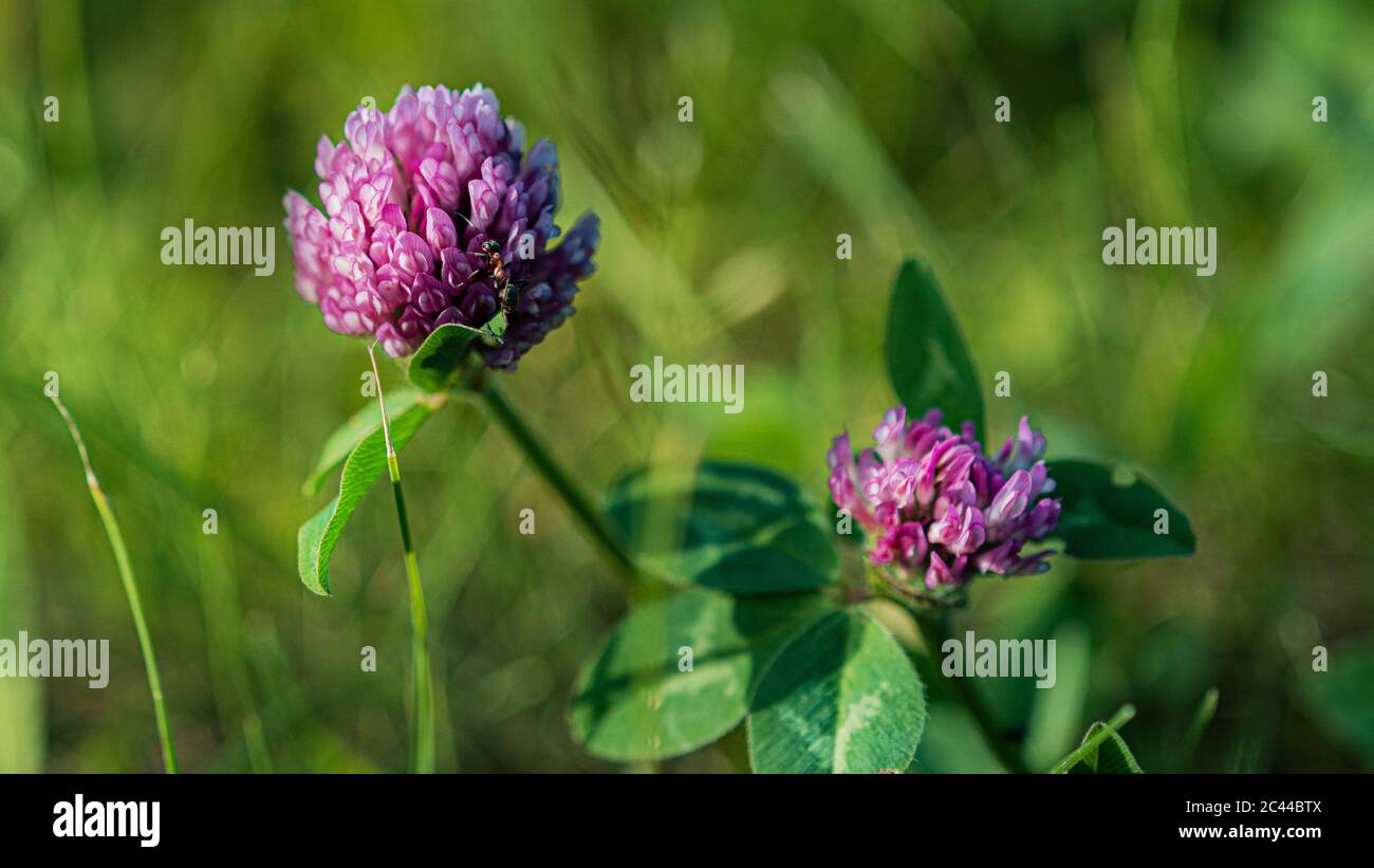 A close up of a clever flower among green grass. High quality photo Stock  Photo - Alamy