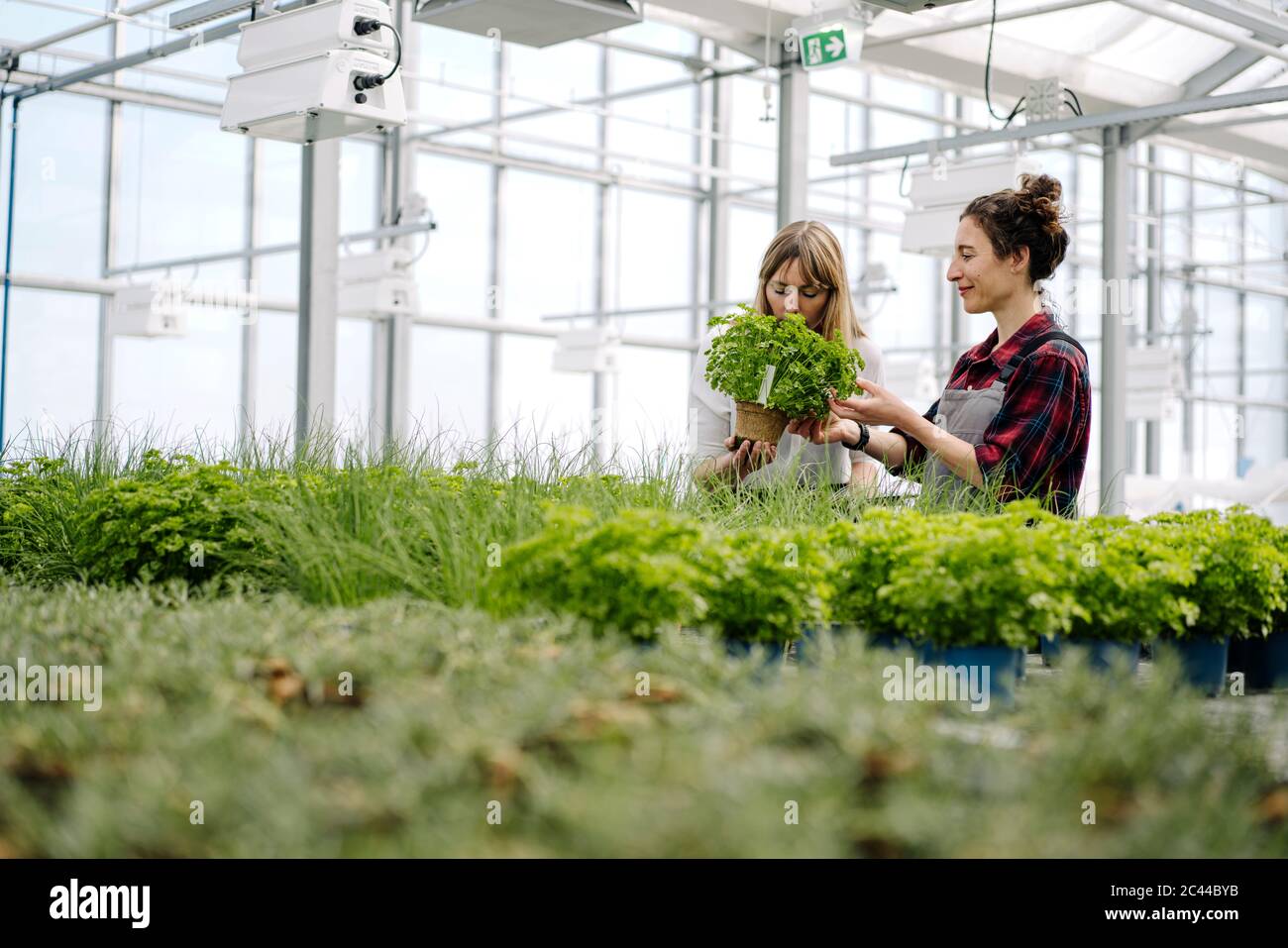 Gardener and businesswoman with parsley plant in greenhouse of a gardening shop Stock Photo