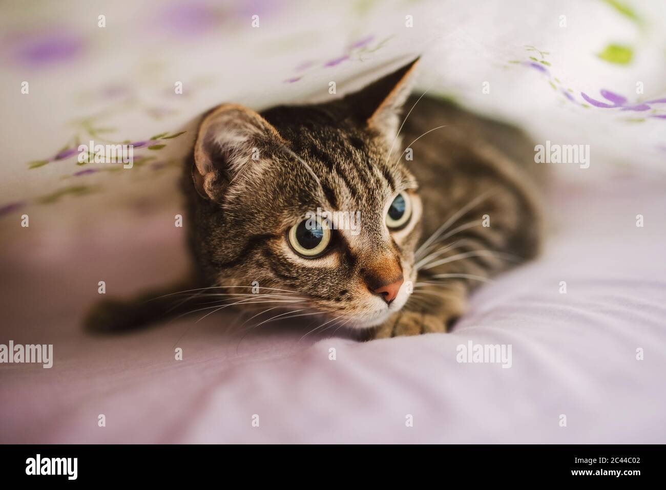 Portrait of tabby cat hiding under blanket Stock Photo Alamy