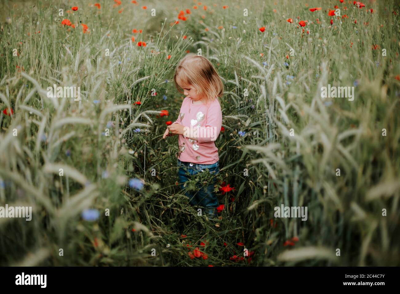 Little girl standing on a field with poppies and wheat Stock Photo - Alamy