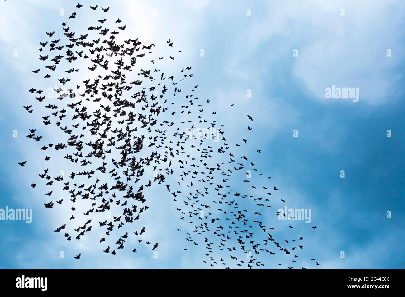 Georgia, Low angle view of flock of birds flying against sky Stock Photo