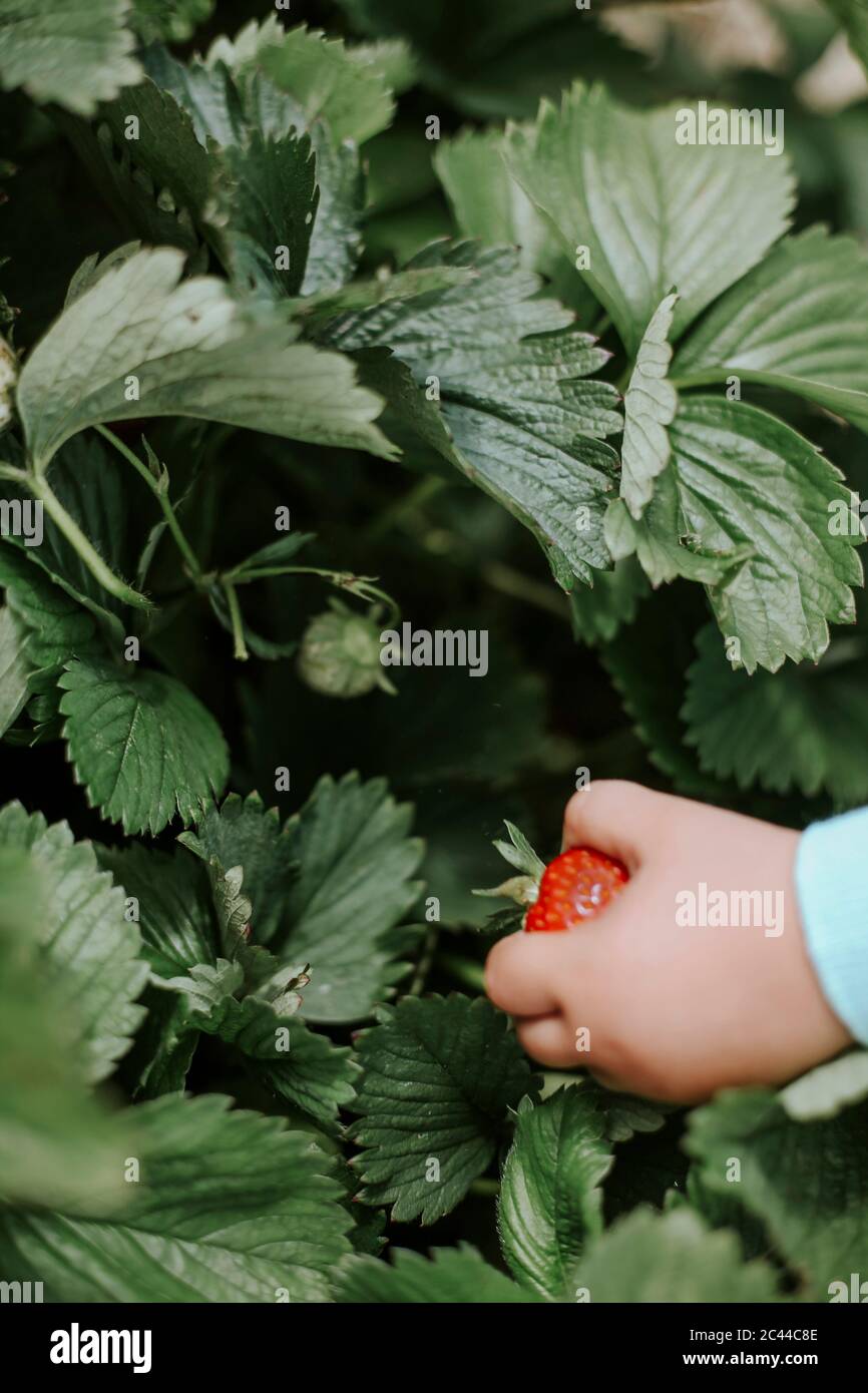 Girl picking ripe strawberry Stock Photo - Alamy