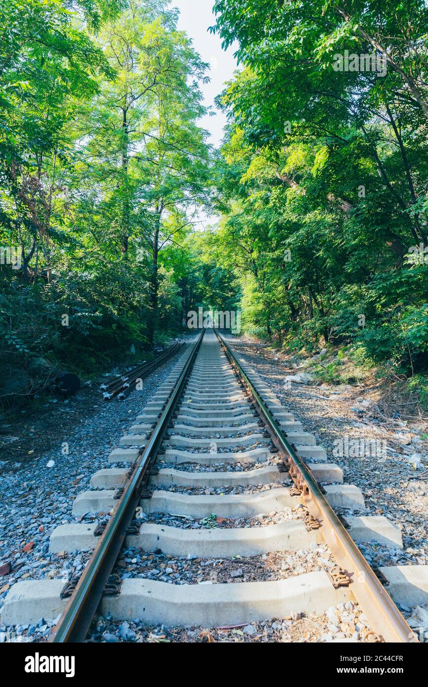 Outdoor green forest and extended railway track Stock Photo