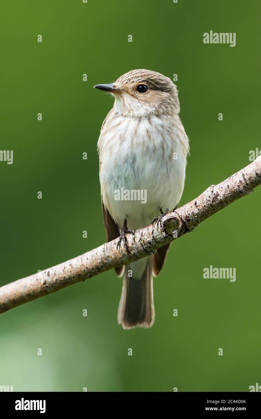 Spotted Flycatcher perched on a branch Stock Photo