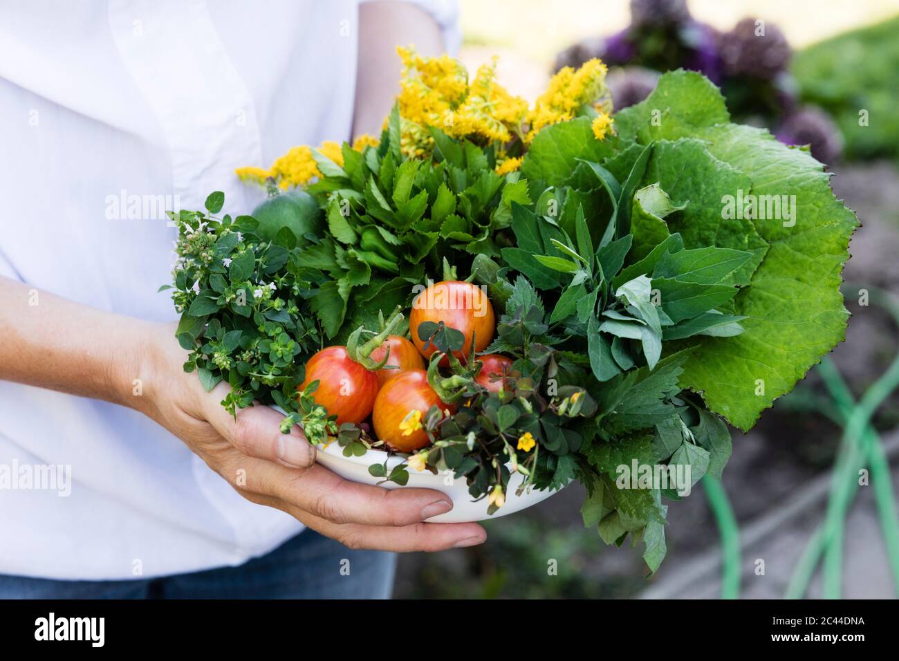 Woman holding bowl of harvested wild herbs sorrel, oregano, coltsfoot, herb gerard, nettle, goldenrod and tomatoes Stock Photo