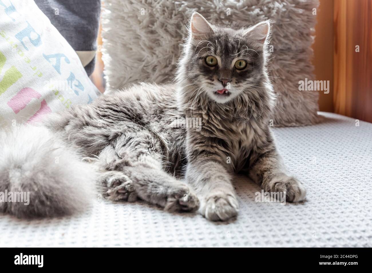 Long haired cat resting on sofa Stock Photo