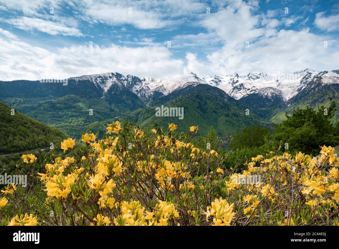 Georgia, Yellow wildflowers blooming in Greater Caucasus range Stock Photo