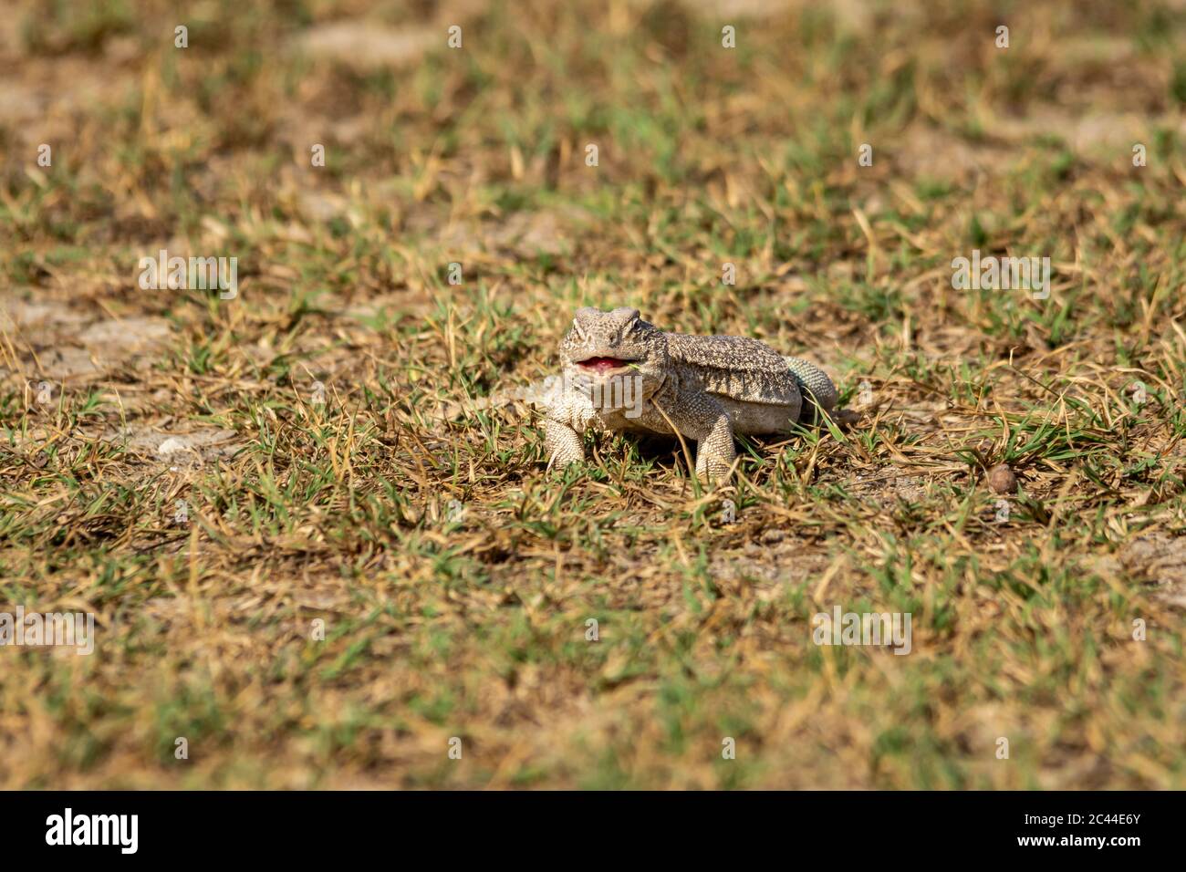 Spiny tailed lizards or Uromastyx in tal chhapar sanctuary rajasthan india Stock Photo