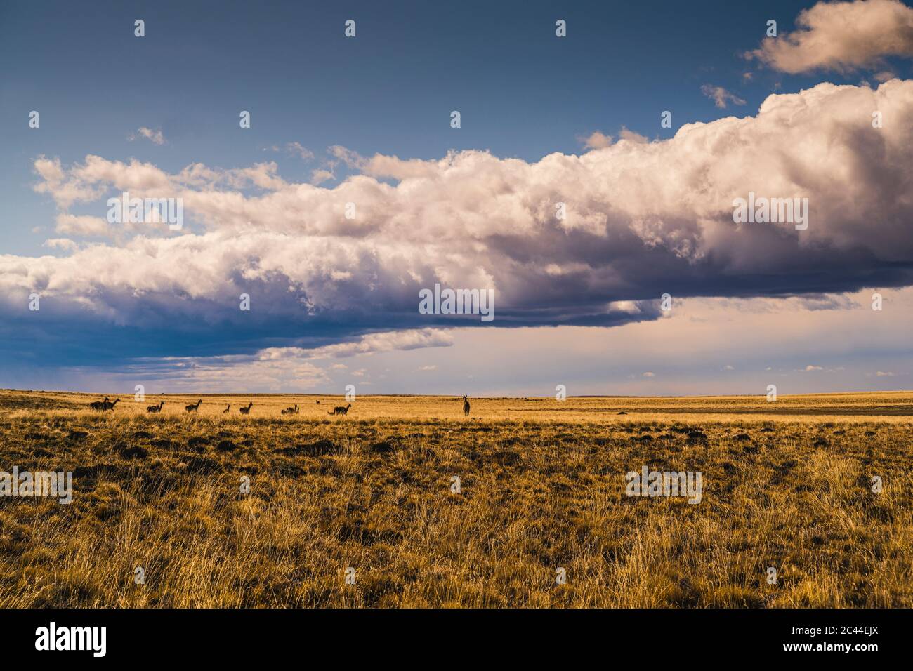Argentina, Large clouds over guanacos (Lama guanicoe) grazing in vast grassland Stock Photo