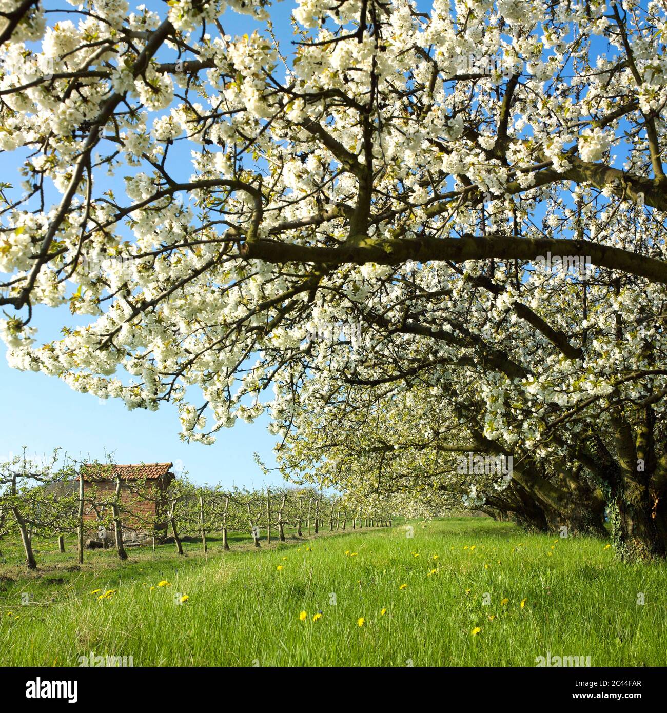 Orchard near Saint Amant Tallende, Puy de Dome, Auvergne-Rhone-Alpes, France Stock Photo