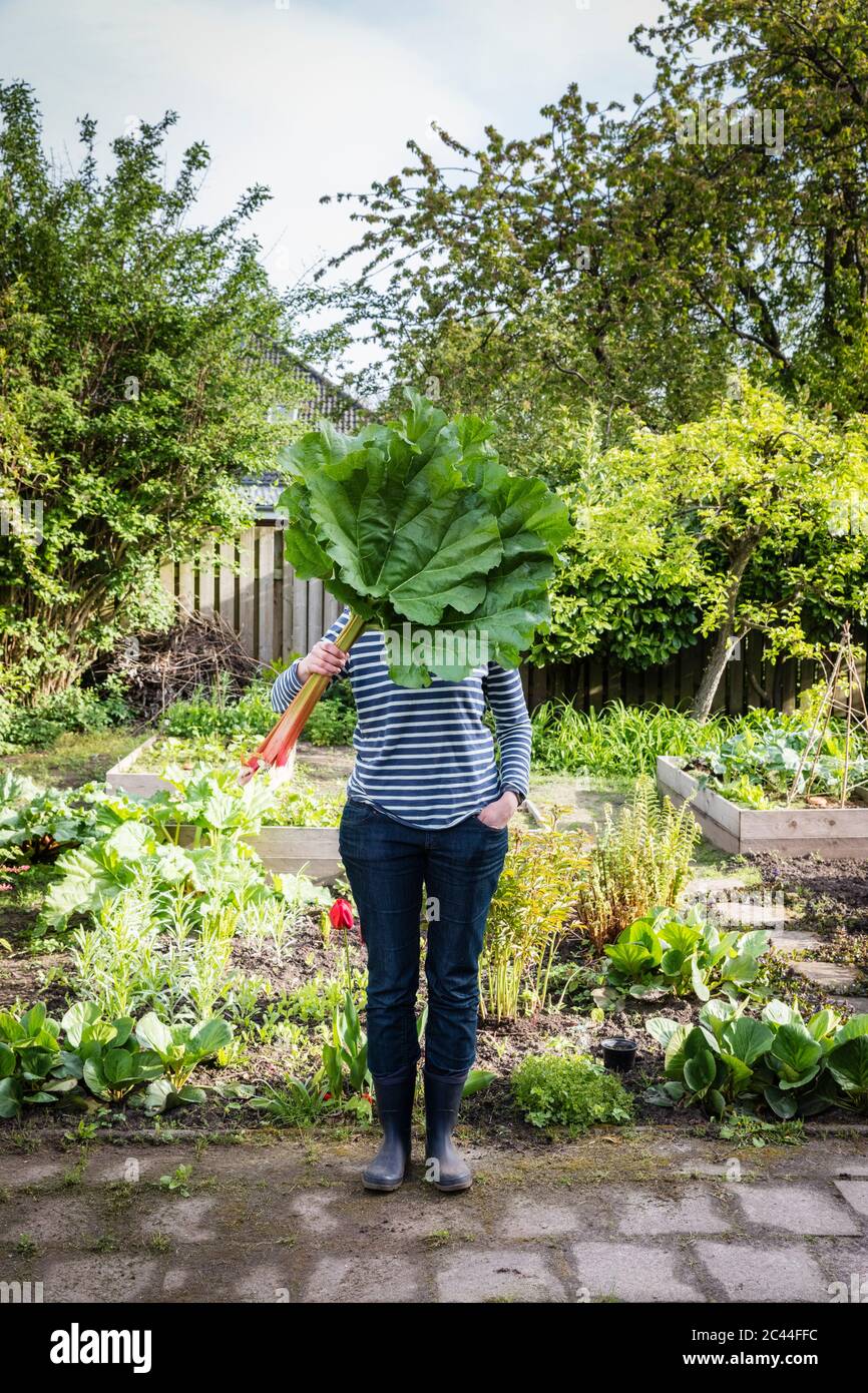 Germany, Lower Saxony, Adult woman hiding face behind leaves of freshly harvested rhubarb held in hand Stock Photo