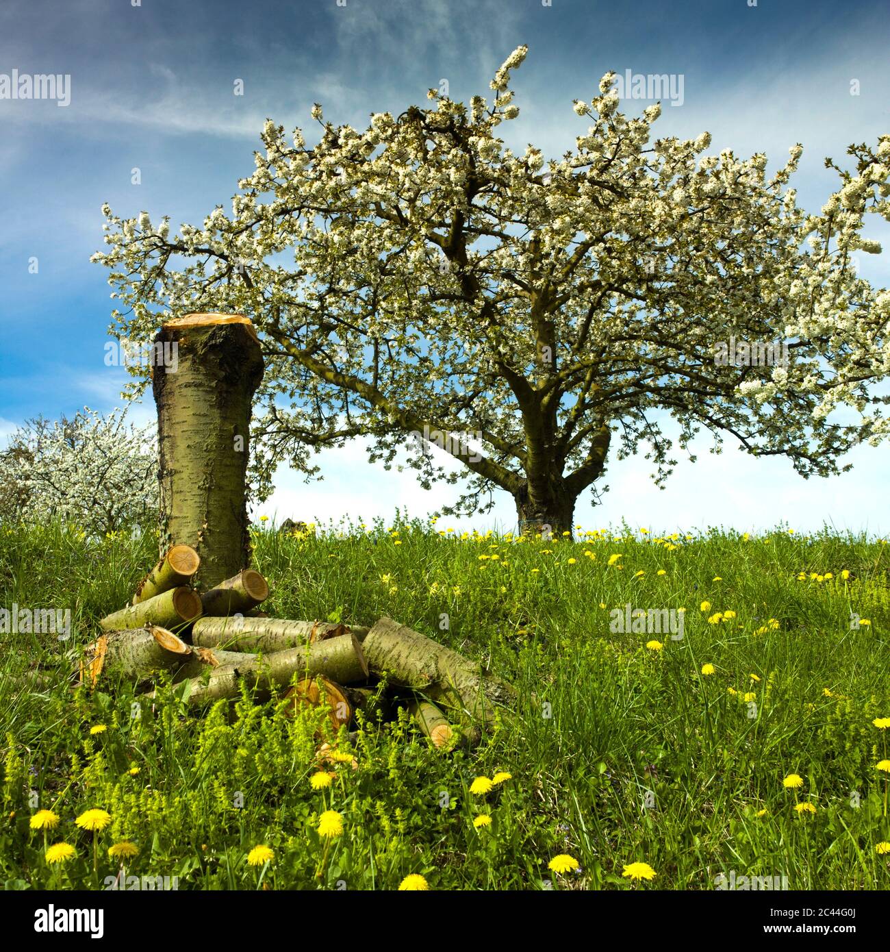 Orchard near Saint Amant Tallende, Puy de Dome, Auvergne-Rhone-Alpes, France Stock Photo