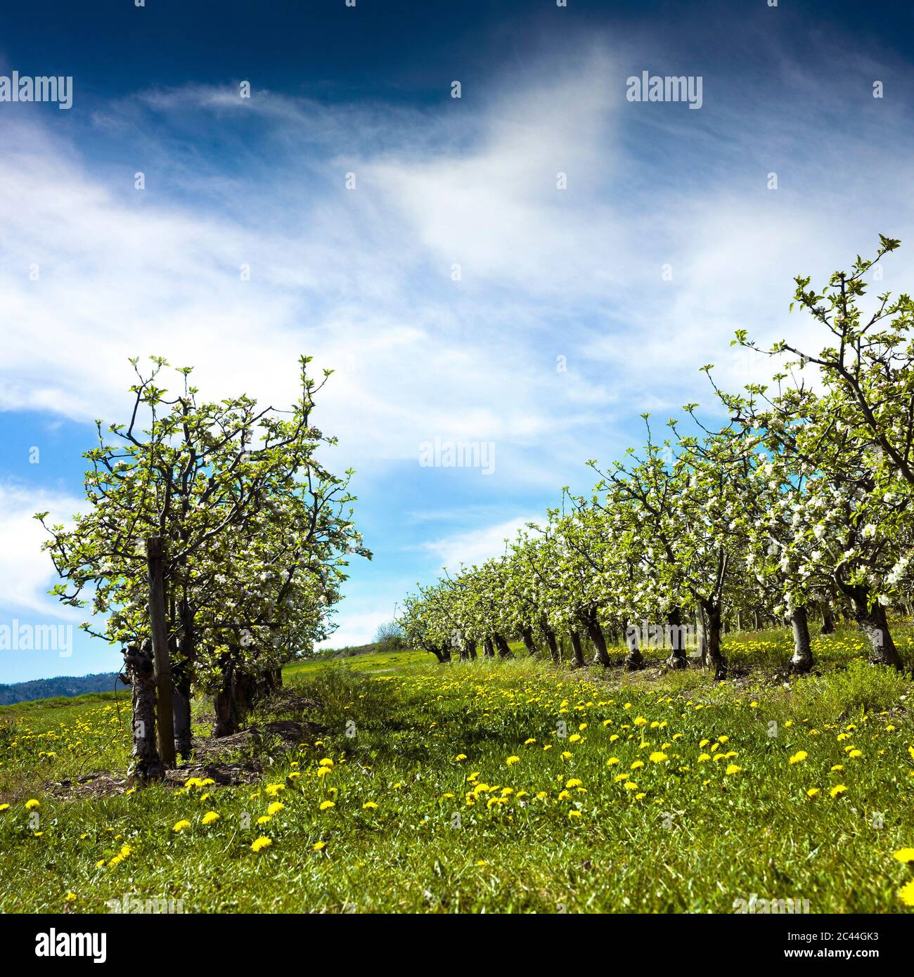 Orchard near Saint Amant Tallende, Puy de Dome, Auvergne-Rhone-Alpes, France Stock Photo