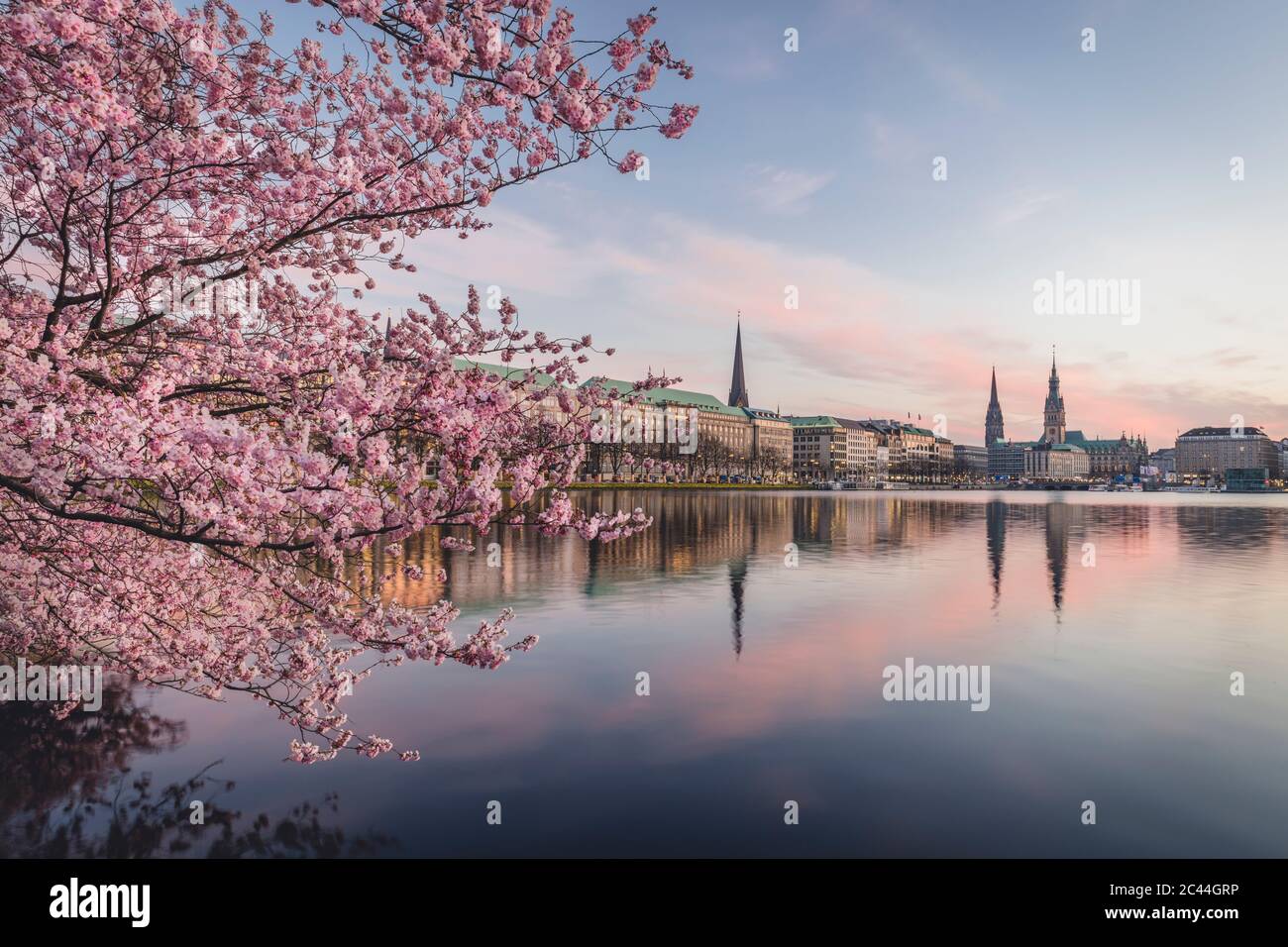 Germany, Hamburg, Pink cherry blossom growing on shore of Inner Alster Lake at dusk Stock Photo