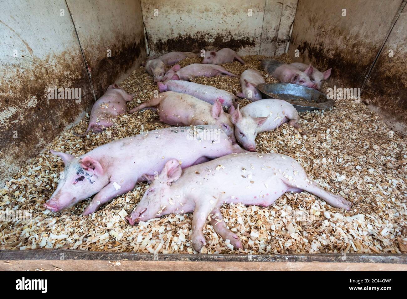 Pigs at animal market Stock Photo Alamy