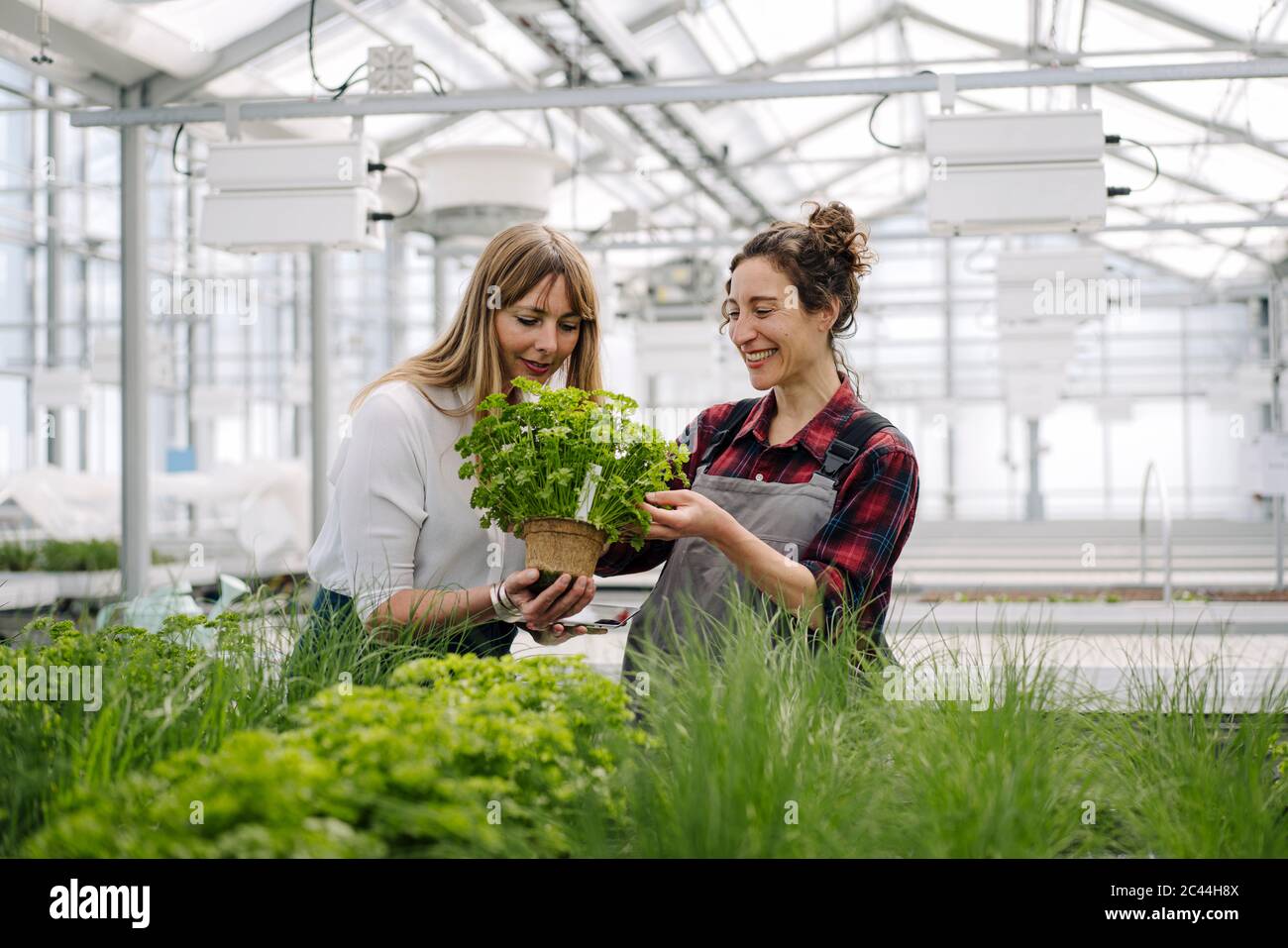 Gardener and businesswoman with parsley plant in greenhouse of a gardening shop Stock Photo