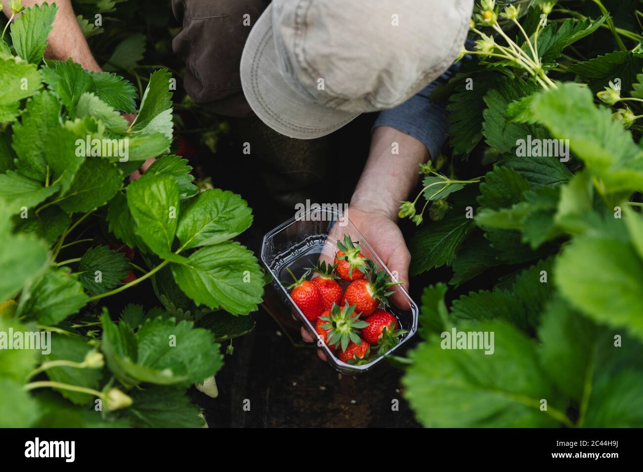 Male hand holding plastic bowl with freshly picked strawberries, organic agriculture Stock Photo