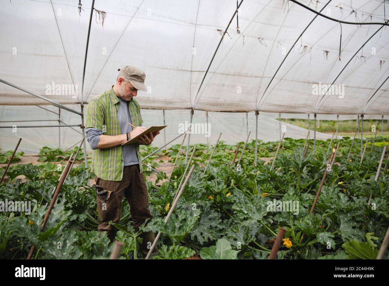 Farmer checking courgette plants, organic farming Stock Photo