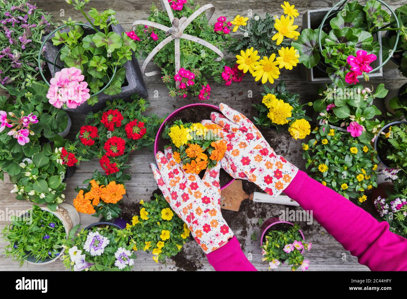 Hands of woman planting large variety of summer flowers Stock Photo