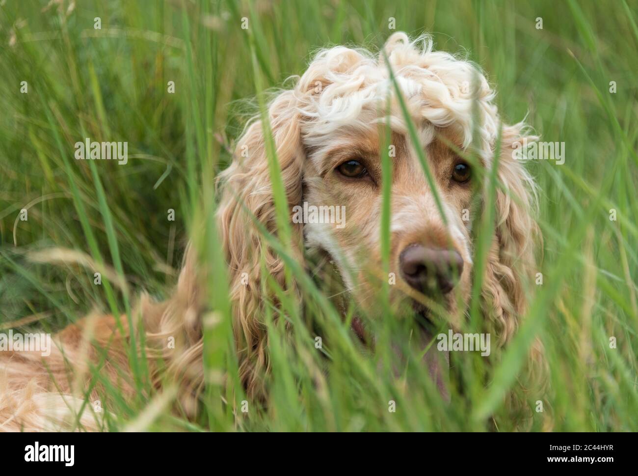 Cocker Spaniel in the long grass. Stock Photo