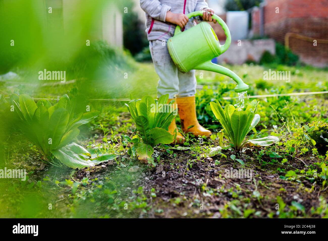 Watering plant hires stock photography and images Alamy