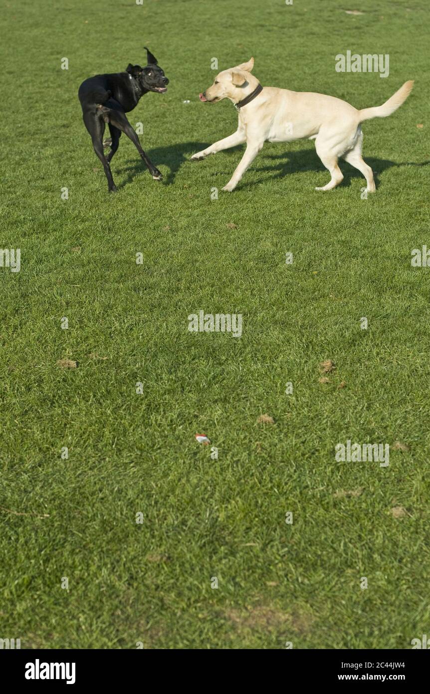 Two dogs on a green meadow, Vienna, Austria Stock Photo - Alamy