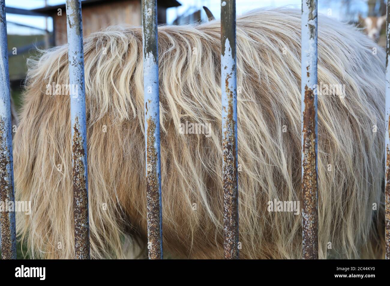 Domestic goat behind a fence with scrubbily fur, Switzerland Stock Photo