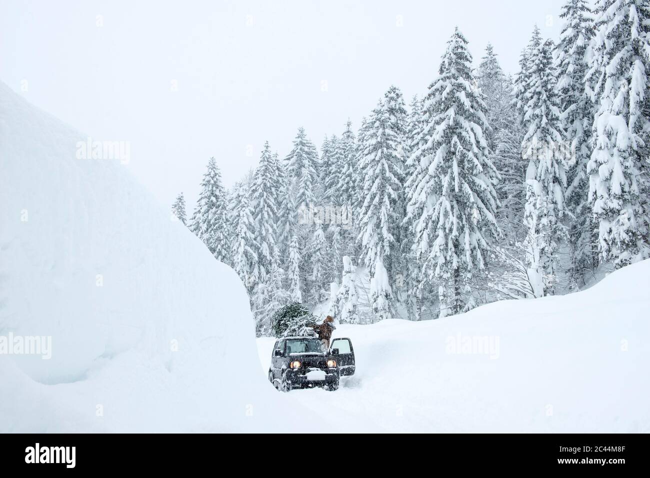 Christmas tree car roof hires stock photography and images Alamy